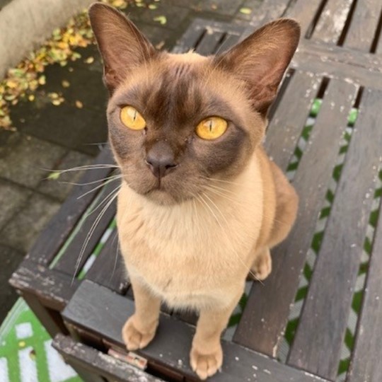 Oscar burmese lost 31 march
